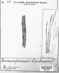 Pseudolachnea hispidula image